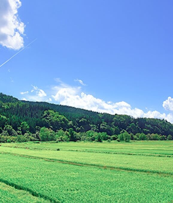 夏ぬか